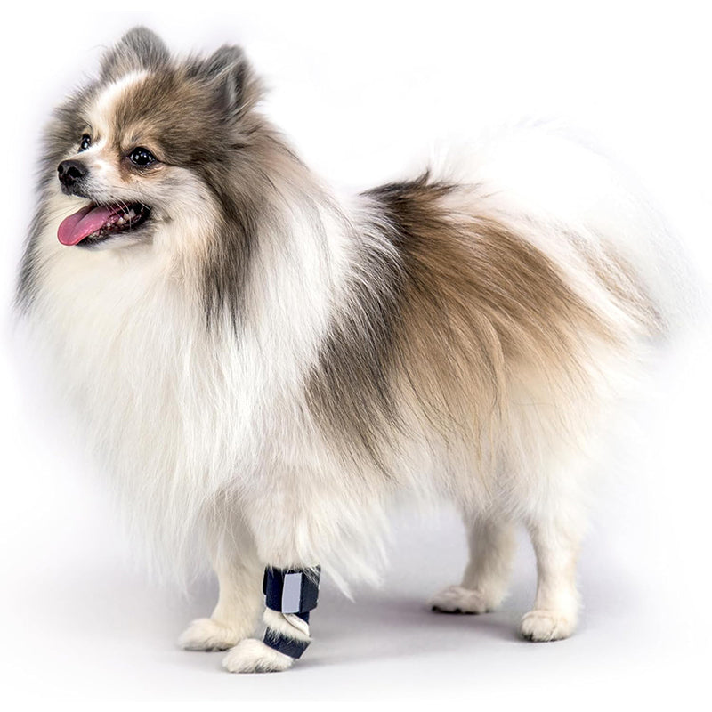 Dog wearing a black brace on a front leg