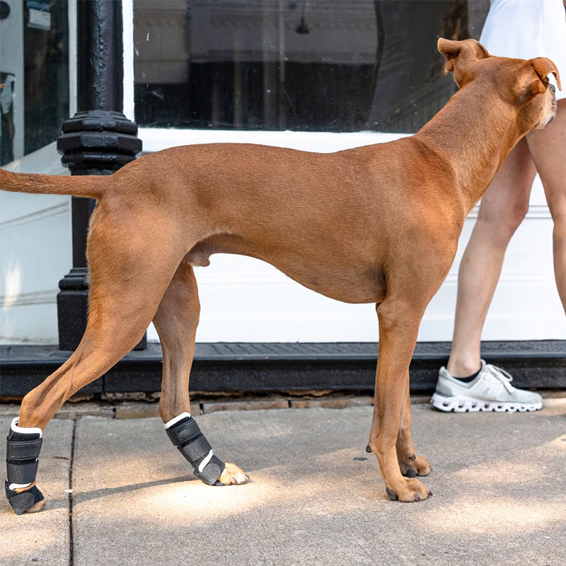 Dog Front Leg Support Brace