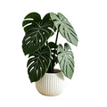Green monstera leaf drink coasters in a small holder
